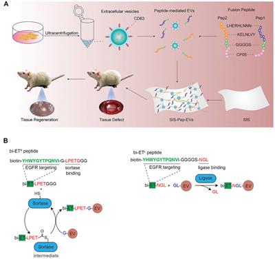 Recent Progress of Exosome Isolation and Peptide Recognition-Guided Strategies for Exosome Research